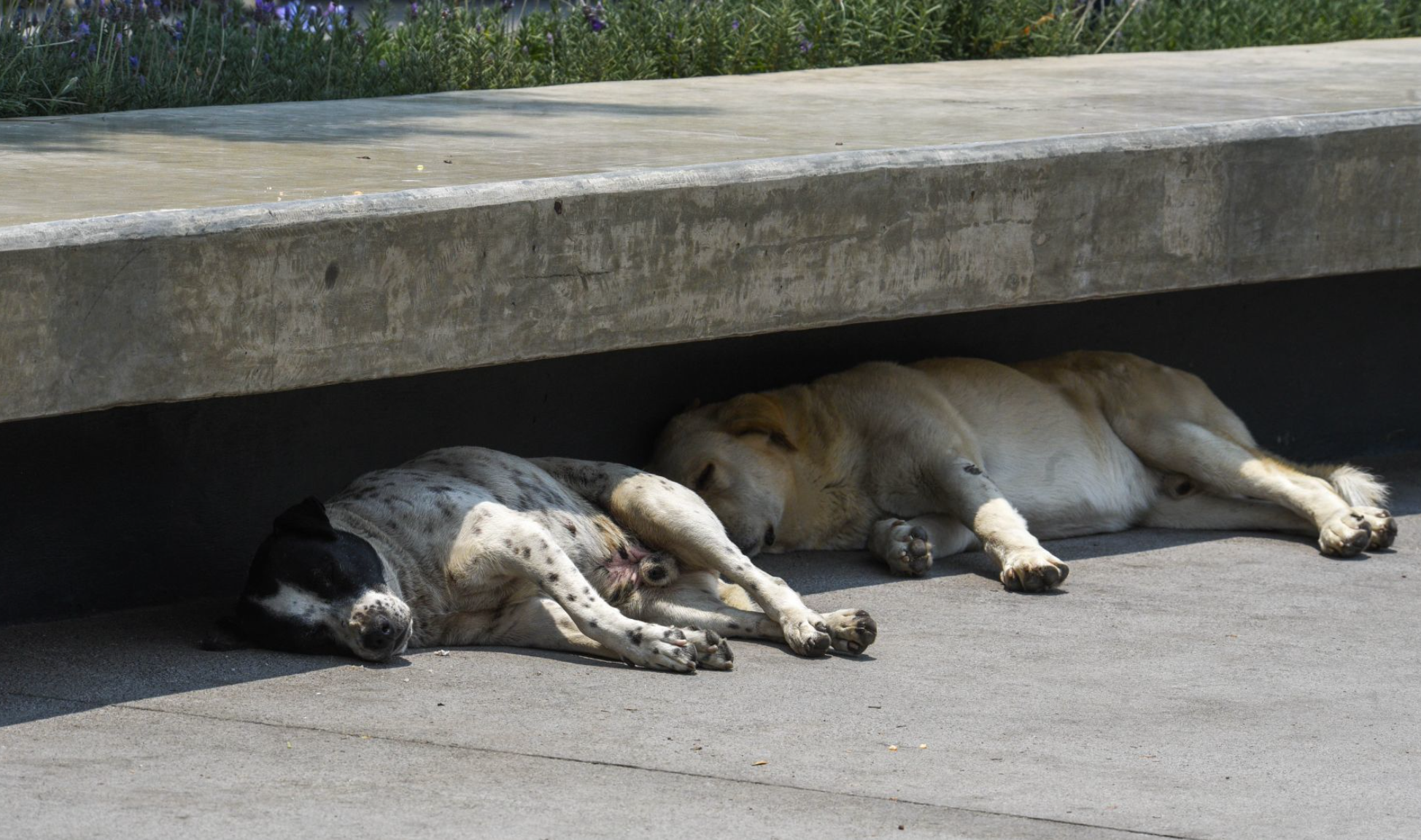 Calor intenso en próximos días en CDMX: UNAM